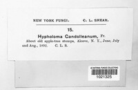 Candolleomyces candolleanus image